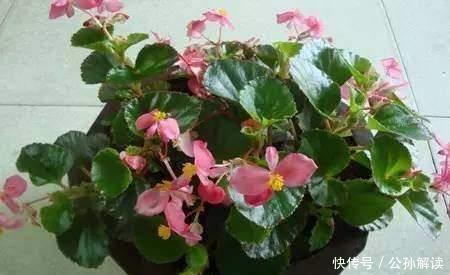 种花|此几种花只要扦插就能成活爆盆，比几十块买来的都要漂亮