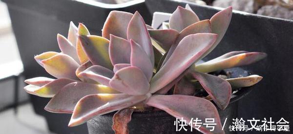 多肉出现5个症状,说明根系出问题,需及时换盆!