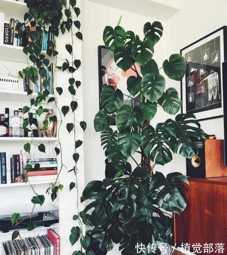 龟背竹叶子卷曲的原因与解决办法汇总