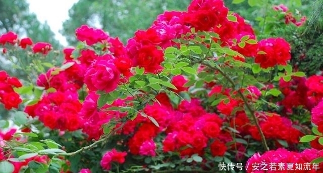 阳台|这5种花很好养，浇水就行，有阳光就爆花，阳台变花海！