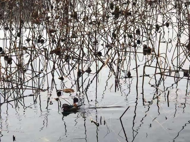 醉东风|2021年第一场雪，圆明园春雪风光