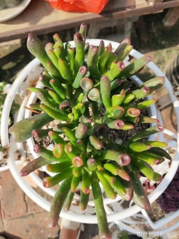彩麒麟|5种丑的难入眼的花,养客厅镇宅守家,越养越气派