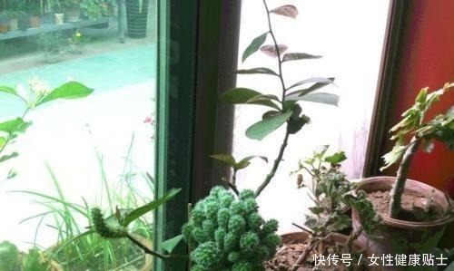 牙签扎个洞,插上仙人球,嫁接在“神木”上,变成“仙人球树”!