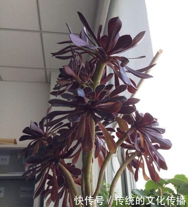 此花能当“传家宝”,一样就是几十年,老桩粗、叶子密!