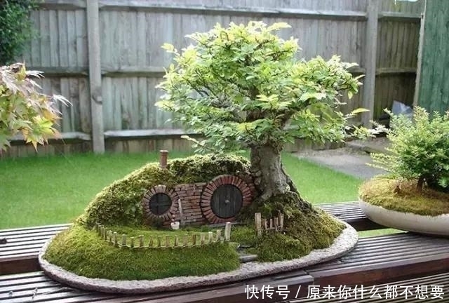 世界上又一奢侈品《盆栽》一盆就是一座房子!