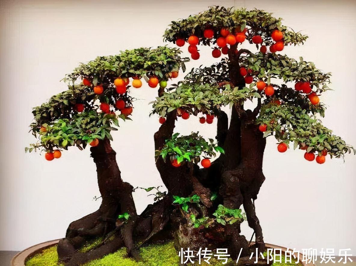 “寿命长”的11种花,好养寓意好,越养越值钱