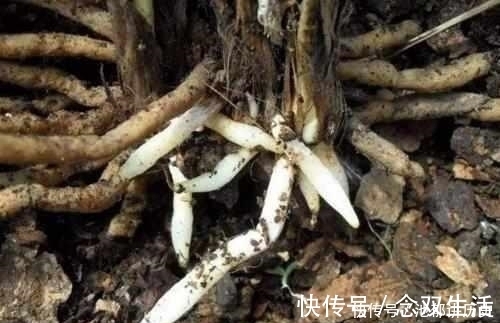 养花|什么阿司匹林、维生素都不如“1块它”,掰碎扔盆里,壮根挤破盆