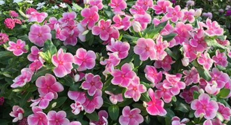 几款艳丽的花卉,漂亮又好闻,四季繁花似锦,姿色艳丽