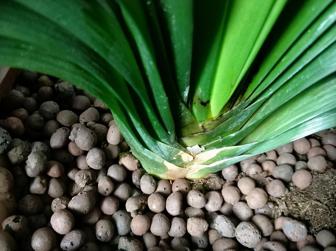 改正|君子兰迟迟不开花,原因不外乎3点,改正后开花不断