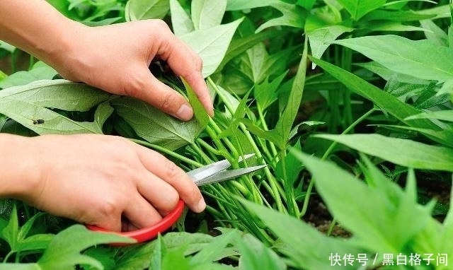 搭配|洋葱和它是“黄金搭配”,防癌清血管,还能改善便秘!千万别错过