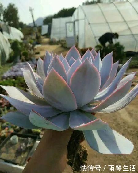 多肉中的“三仙”，颜值很高，扎根速度很快，桩子长到手臂粗