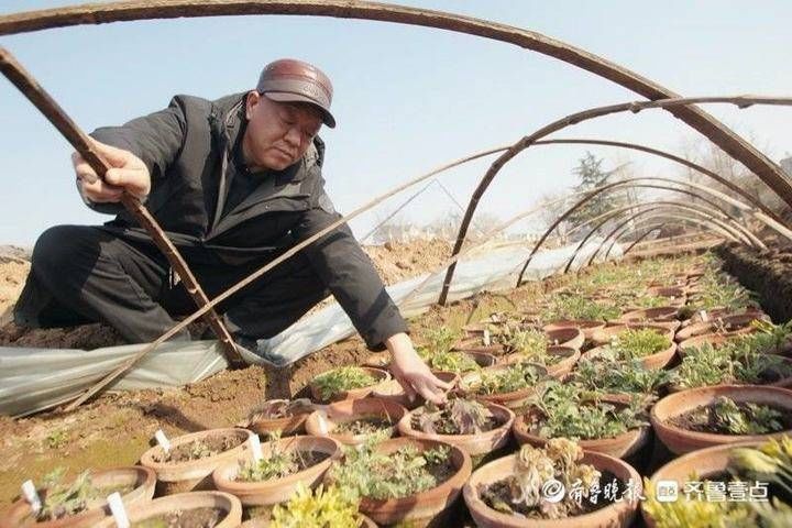 隐匿市区潜心研究养菊36年，“菊王“卞锁军的花匠情怀