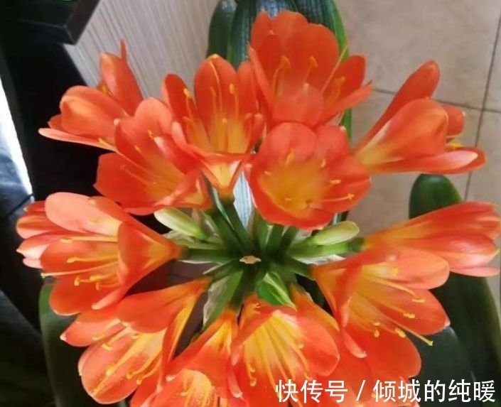 茉莉花|养花就养这几款,花朵小巧玲珑,四季有花开,花香四溢飘满屋,美