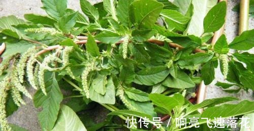 野菜|这野菜农村遍地都是，是小孩的天然钙片，含钙量多还容易吸收！