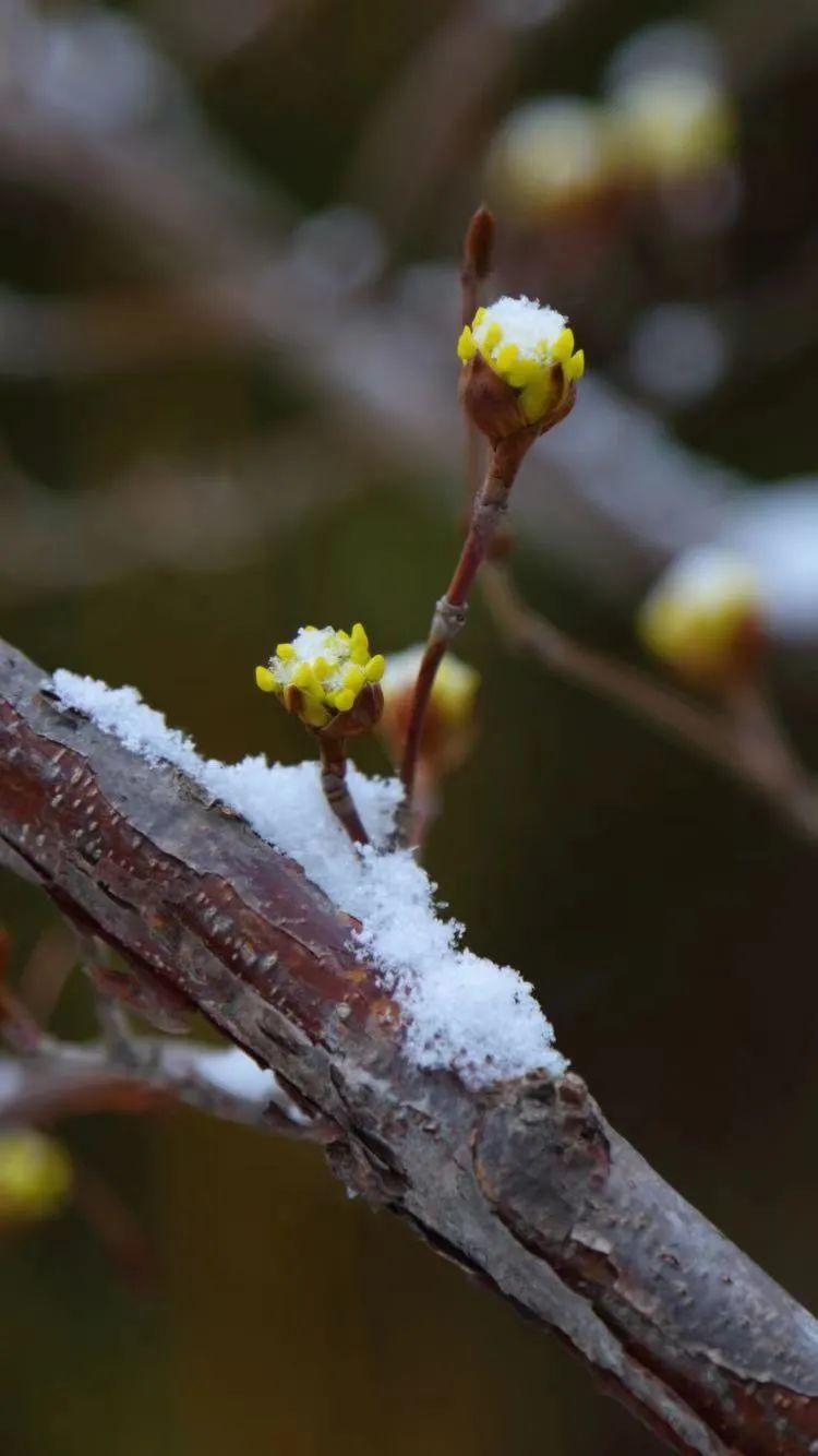 a8157|当春雪降临齐鲁酒地，世间就又浪漫了起来~