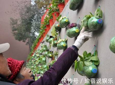 牛人用两千塑料瓶盆栽蔬菜,一年四季吃不完,挨家挨户送邻居!