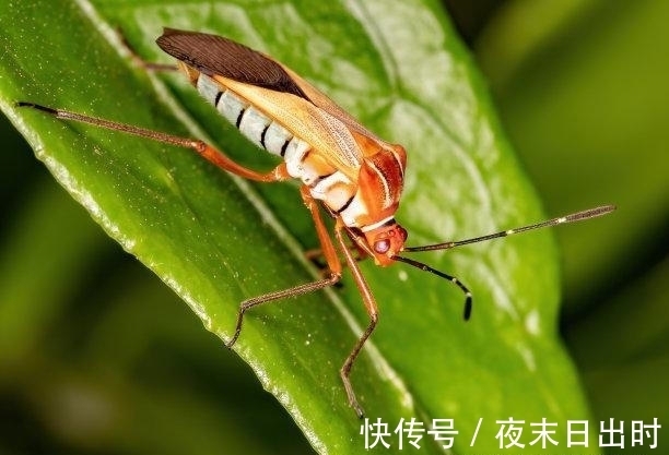 事业|往后8天,秋风送爽,寒风刺骨,前任终回头,事业有成,转身离去