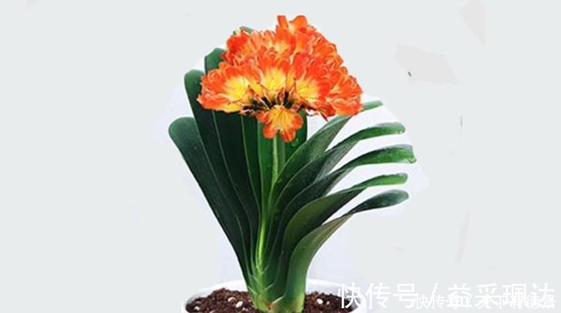 浇水|养君子兰和兰花三个错误不能犯,要了解清楚,不然长不好