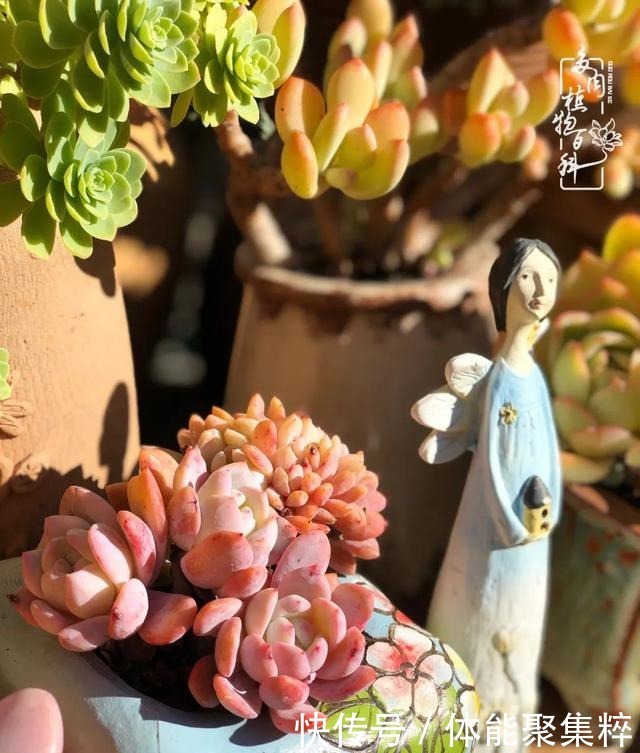 在茜的多肉小院里,花时间种快乐!在茜的多肉小院里,花时间种快乐!
