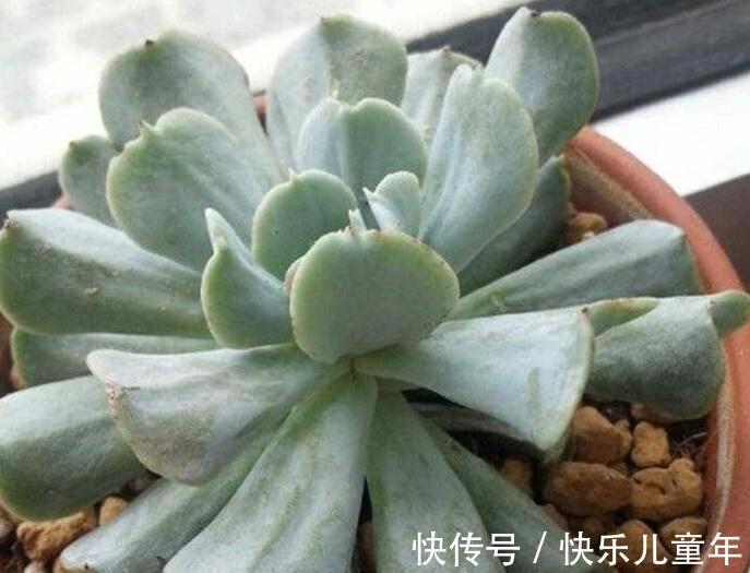 多肉总是烂根黑腐,教你4招小技巧,再也不用担心养多肉了