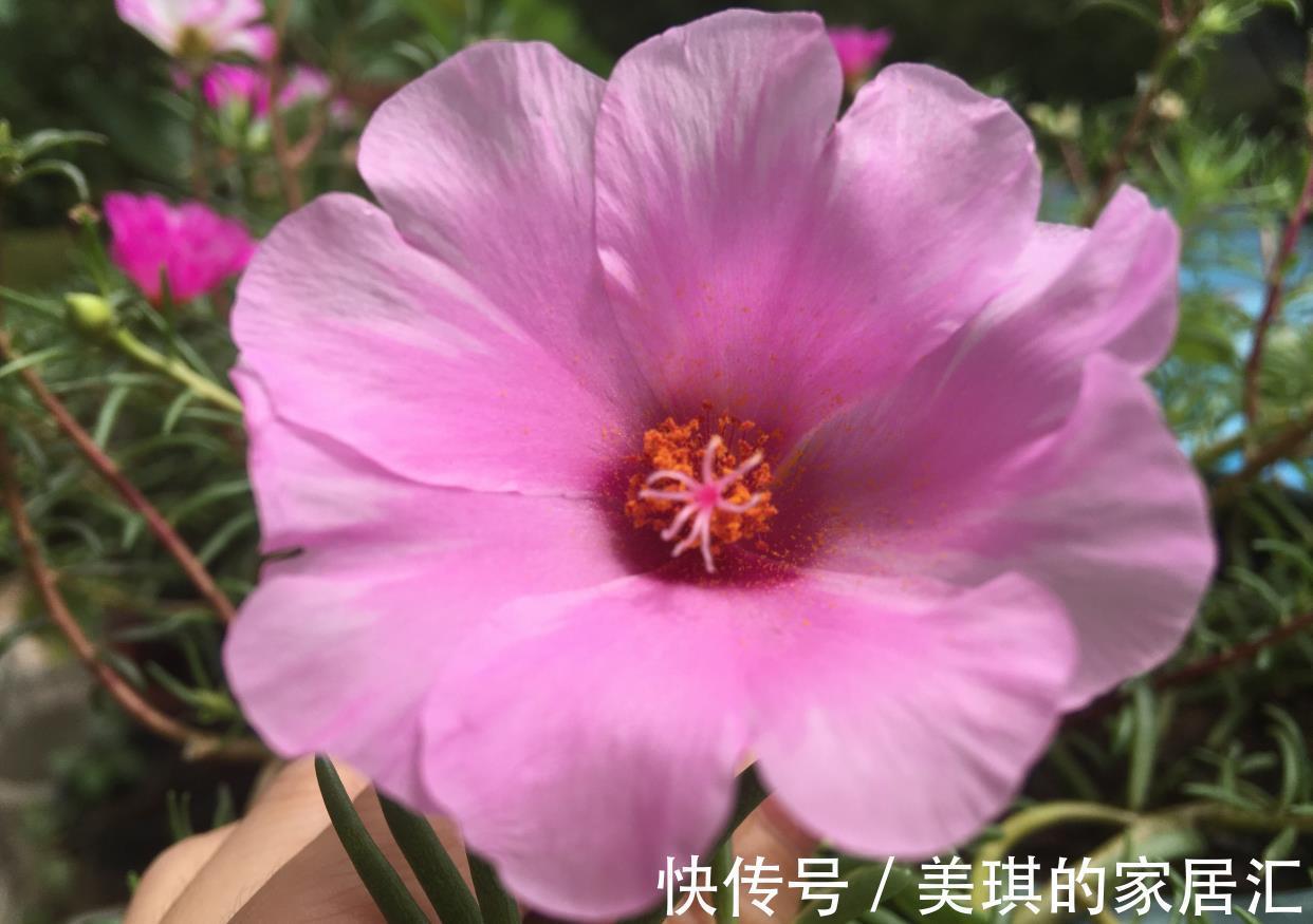 肥料|秋天，家里这4种花要施肥了，盆土更肥沃，枝叶多花更多