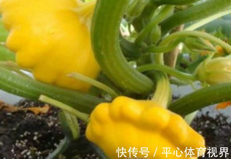瘦身|村民种植一种飞碟瓜,营养价值非常丰富,可以瘦身减肥