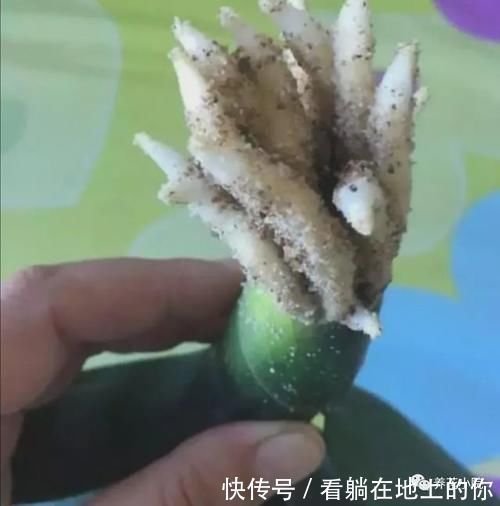 根系|君子兰叶子瘦小,不长新叶,4个方面多注意,很快恢复旺盛