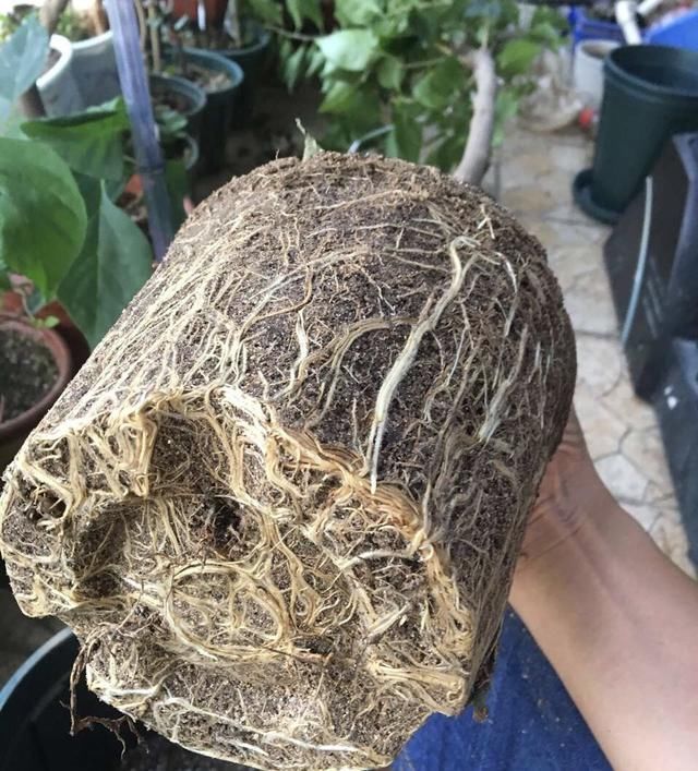 养花“杀手”都有的5个毛病,难怪买花“养1盆死1盆”,要改正了