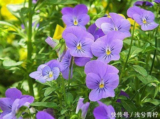 适合养在阳台的花卉,花开不断,沾点水就疯长,开花勤还爱爆盆