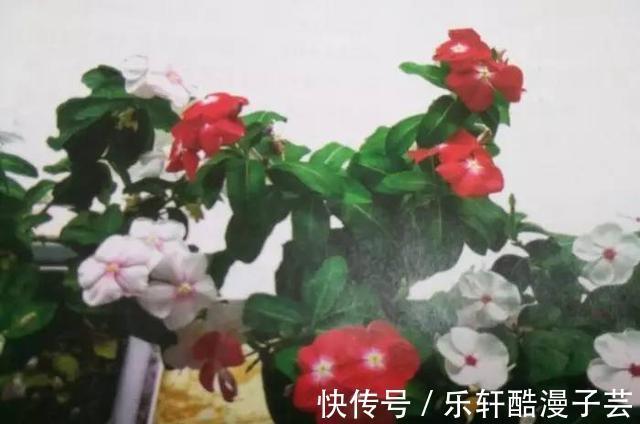 适应能力|种院子里不用管也能四季开花的植物,盆栽养室内也能天天开花