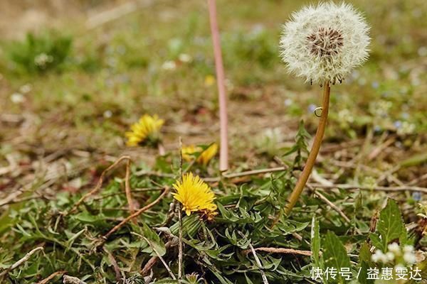 蒲公英水|中医上认为蒲公英是“排毒草”,为何如此说?三种情况不可喝