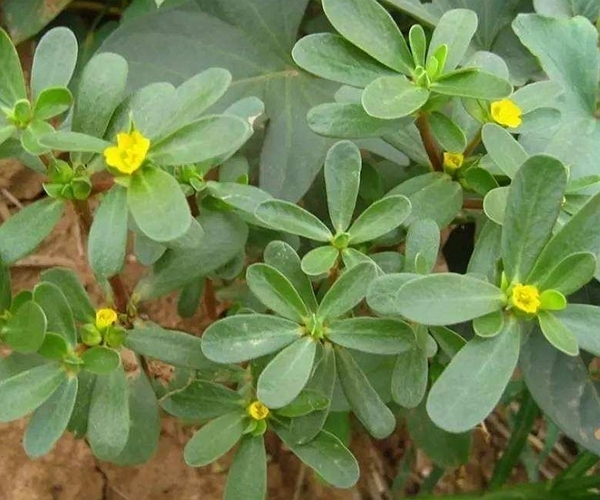 农村|农村田里的4种“救命草”，杀菌消炎、解毒防癌，谁吃谁“长寿”