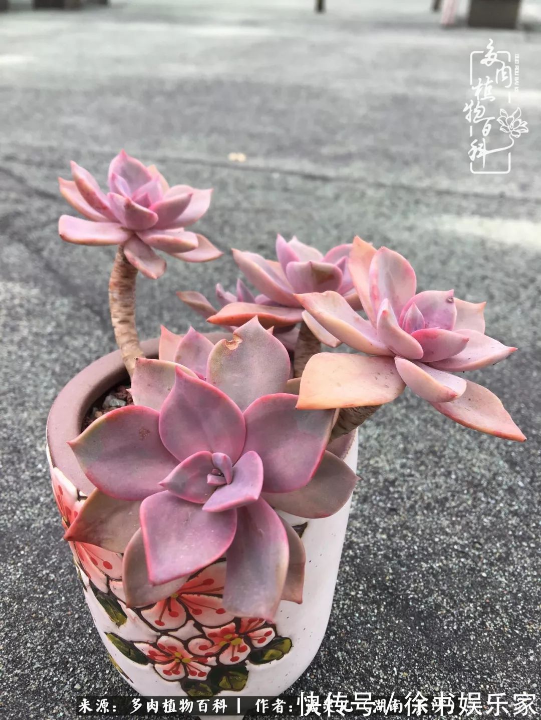 邂逅多肉，爱折腾的阳台党，总能收获简单纯粹的快乐！