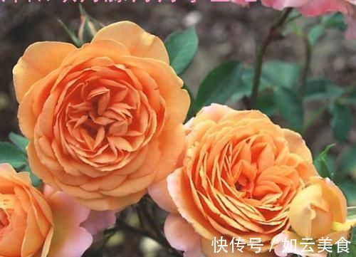 沙漠玫瑰|适合养在室内的5种花,给点阳光就灿烂,开花爆盆很简单,真漂亮