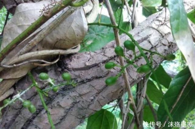 枫叶|“这种树”中国特有,叶子一边是荷叶,一边是枫叶,见到请珍惜!