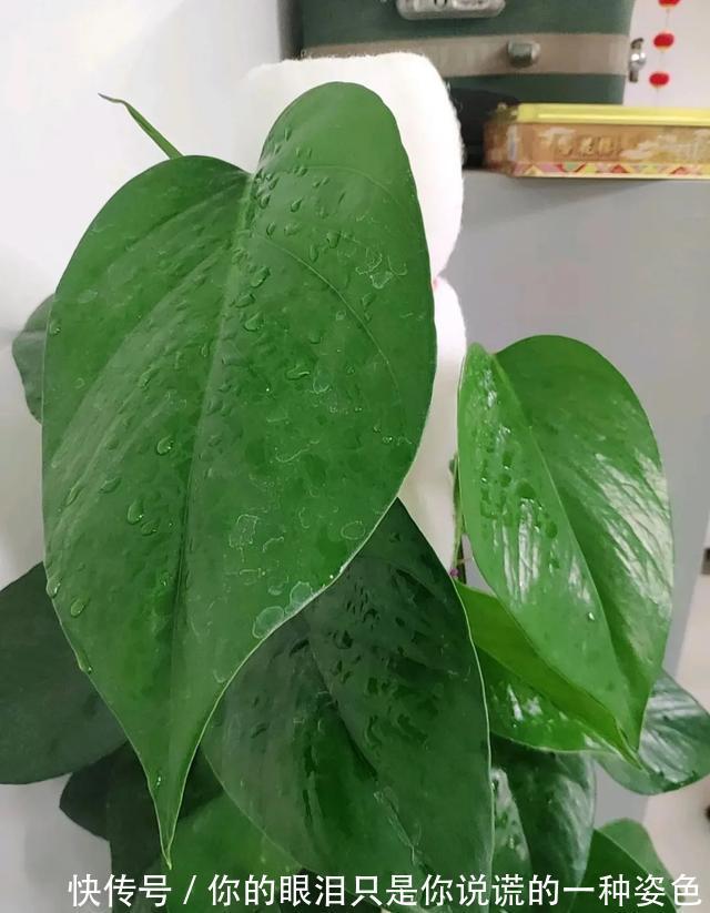 惹不起的花,叶子直径3米大,一片叶子盖住3个人