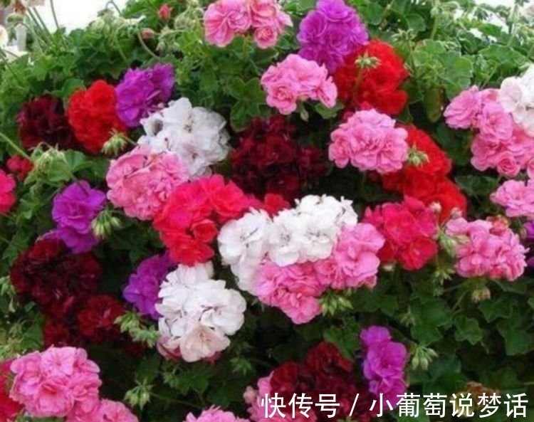 龙沙宝石|4种花颜值高又好养,随便一养成花海,花开一茬接一茬!