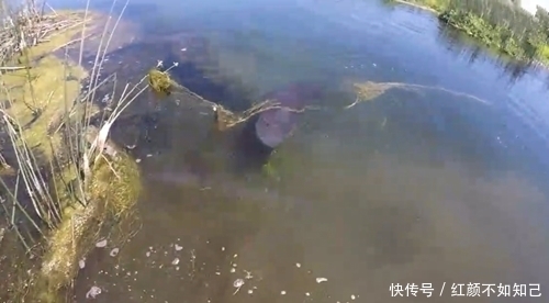 钓到大鱼,鱼挣扎时钻进水草里卡住了,扒开水草就得到,真羡慕