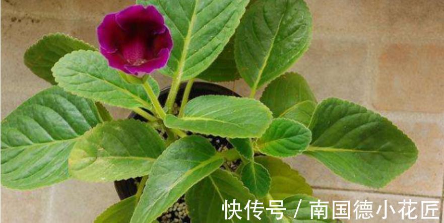 浇水|想要在家养花,想要大富大贵,不如就盆栽它,好活、寓意美