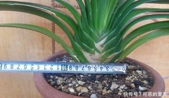 夏季|夏季4不要，君子兰顺利度夏，花期想夹箭都有点困难