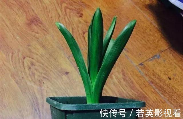 富贵竹|扔花正当时！垃圾桶边看到4种花，赶紧捡回家，一个月就能大变样