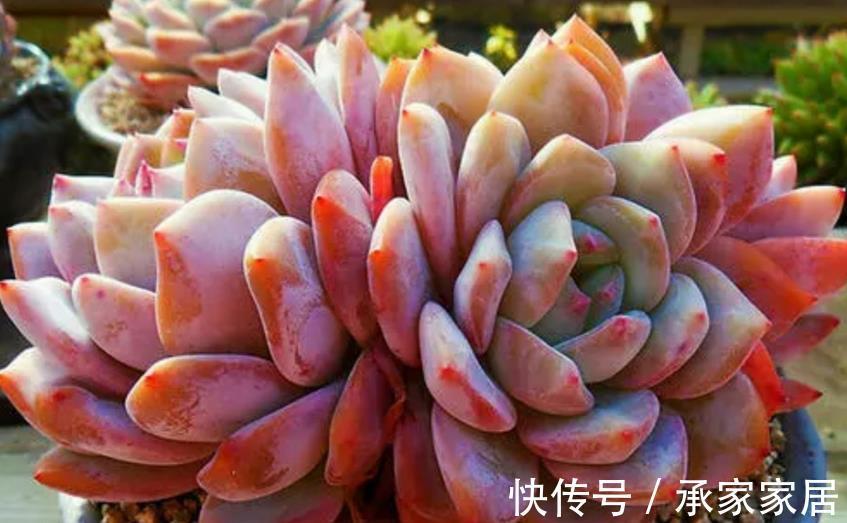 重症|立秋前后,蚧壳虫来袭咋办?养多肉轻症用蚊香,重症才用杀虫剂