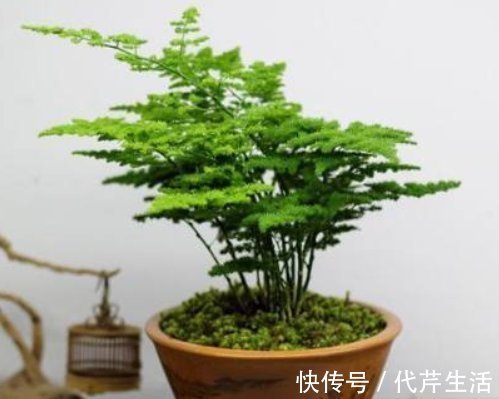 朝南阳台|养好文竹掌握4个要点，轻松告别干尖黄叶，郁郁葱葱一大丛