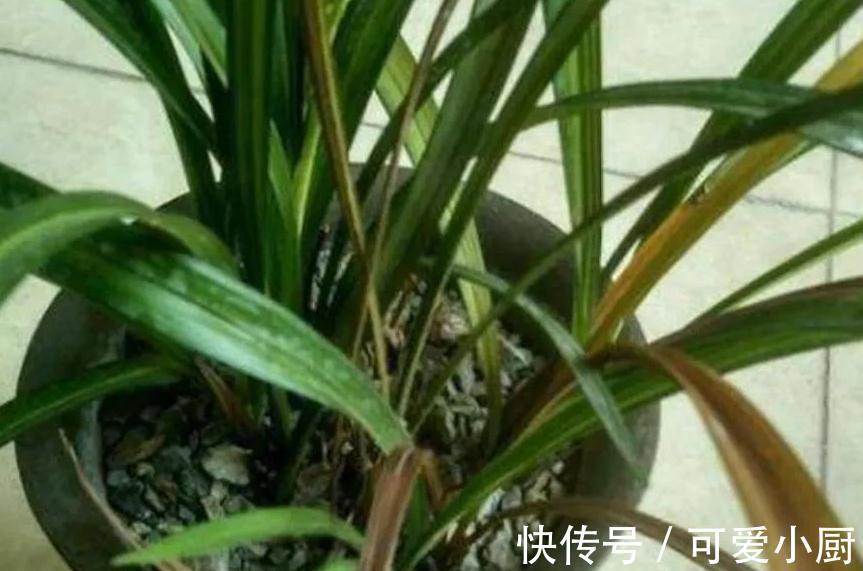 兰花的叶片为什么发黄又干尖,掌握6个方法帮你解决