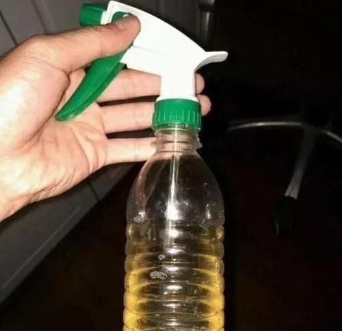 君子兰有个“酒肚子”,30天灌一次,叶子宽又绿,开花碗口大