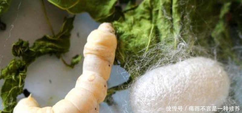 丝绸|中国丝绸之国“抱布贸丝”由来已久