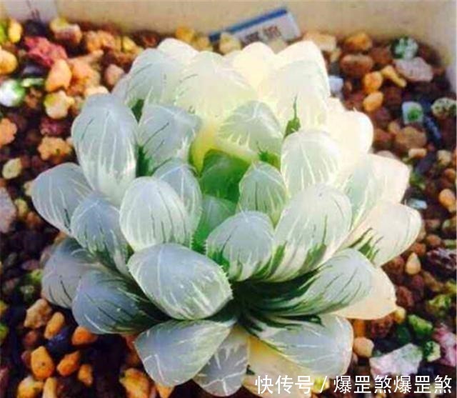 想露养多肉,避开这3个雷区,安全度夏,侧芽蹭蹭冒,独苗变老桩!