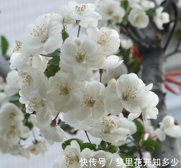 观赏价值|八棱海棠是美化风景的首选观赏树,有极高的观赏价值