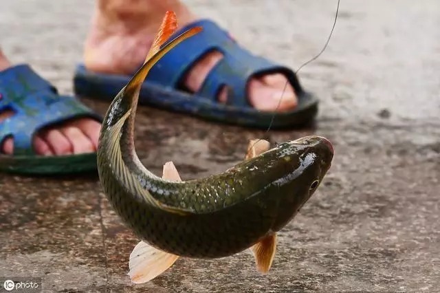 鲤鱼|教你如何识别鱼情!爆不爆护就看这项基本功了,钓鱼人必收藏