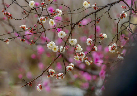 河北石家庄植物园：梅花盛放迎春来